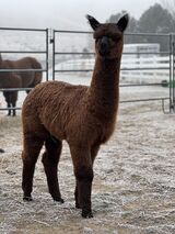 alpaca for sale