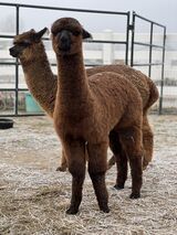 alpaca for sale