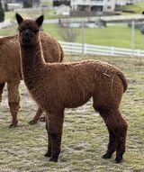 alpaca for sale