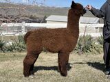 alpaca for sale