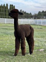alpaca for sale