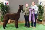 alpaca for sale