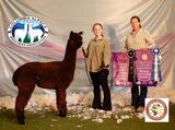 alpaca for sale