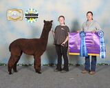 alpaca for sale