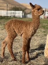 alpaca for sale