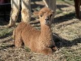 alpaca for sale