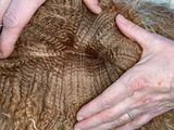 alpaca for sale