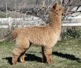 alpaca for sale