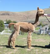 alpaca for sale