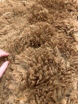 alpaca for sale