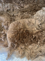 alpaca for sale