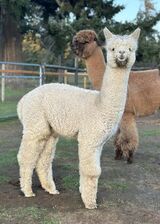 alpaca for sale