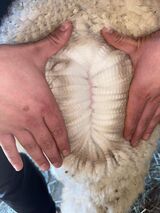 alpaca for sale