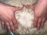 alpaca for sale
