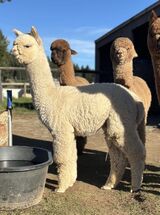 alpaca for sale