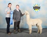 alpaca for sale