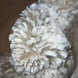 alpaca for sale
