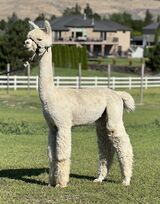 alpaca for sale