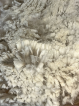 alpaca for sale
