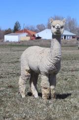 alpaca for sale
