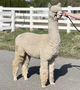 alpaca for sale