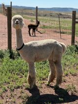 alpaca for sale