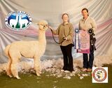 alpaca for sale