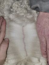 alpaca for sale