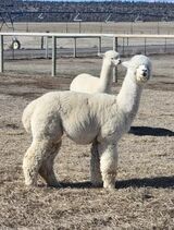 alpaca for sale