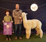 alpaca for sale