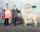 alpaca for sale