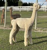 alpaca for sale