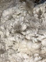 alpaca for sale