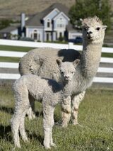 alpaca for sale