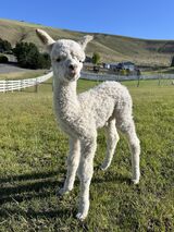 alpaca for sale