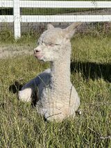 alpaca for sale