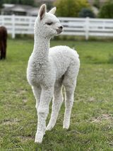 alpaca for sale
