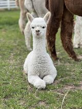 alpaca for sale