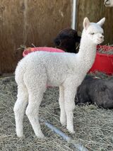 alpaca for sale