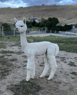 alpaca for sale