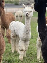 alpaca for sale