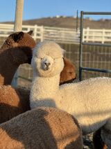 alpaca for sale