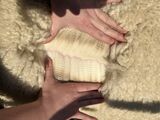 alpaca for sale