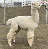 alpaca for sale