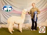 alpaca for sale