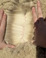 alpaca for sale
