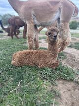 alpaca for sale