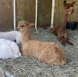 alpaca for sale
