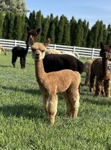 alpaca for sale
