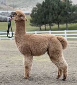 alpaca for sale